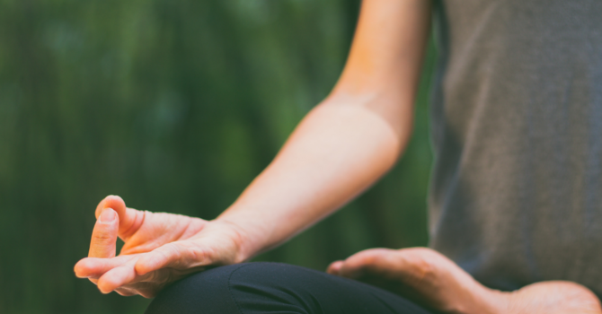 Emotional Support Animal & The Risk for The Therapist