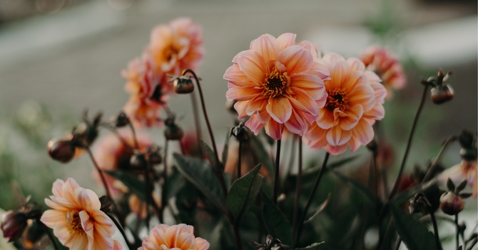 Emotional Support Animal & The Risk for The Therapist